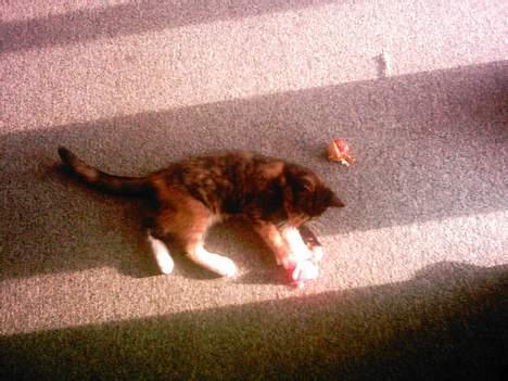 Blanding af racer tulle billede 4