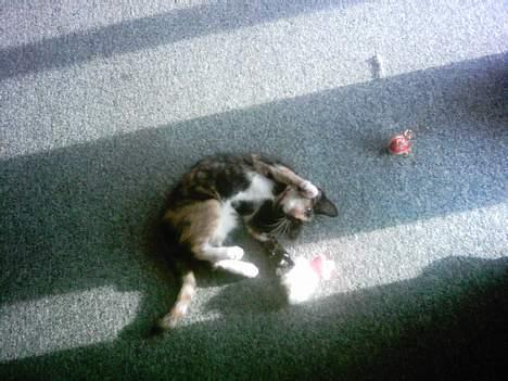 Blanding af racer tulle billede 5