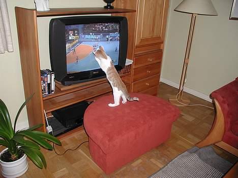 Blanding af racer Bartil billede 8