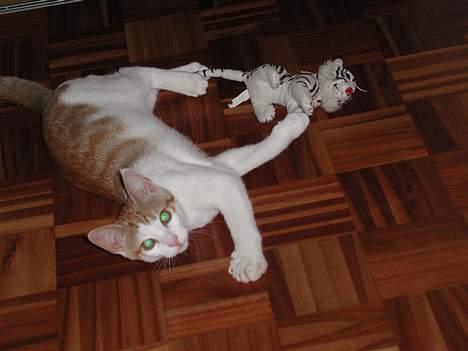 Blanding af racer Bartil billede 9