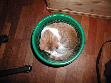 Blanding af racer Bartil billede 10