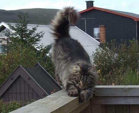 Blanding af racer Felix billede 5