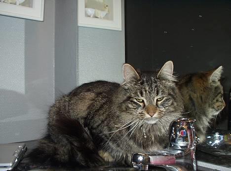 Blanding af racer Felix billede 6