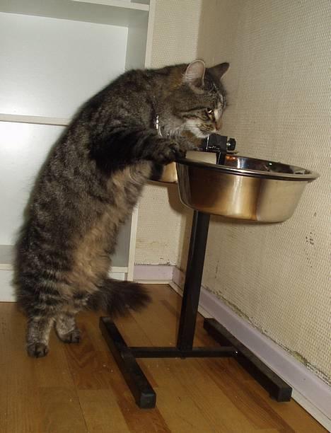 Blanding af racer Felix - her ligger jeg dejligt billede 7