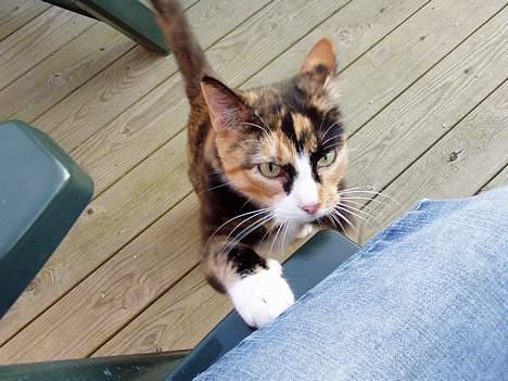 Blanding af racer Beta (død) :'( - Hun er meget kælen når hun gider billede 2