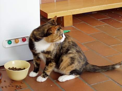 Blanding af racer Beta (død) :'( - Mmmm.. mad! billede 4