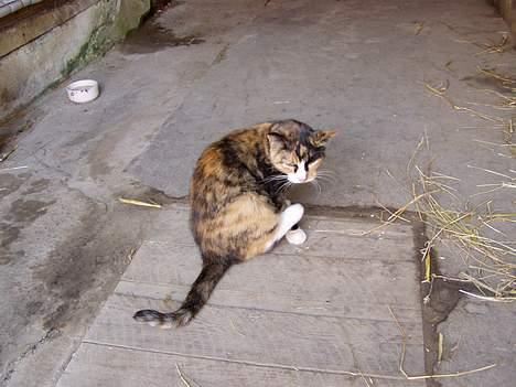 Blanding af racer Beta (død) :'( - Beta i stalden billede 5