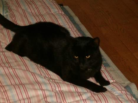 Blanding af racer Bamse billede 10