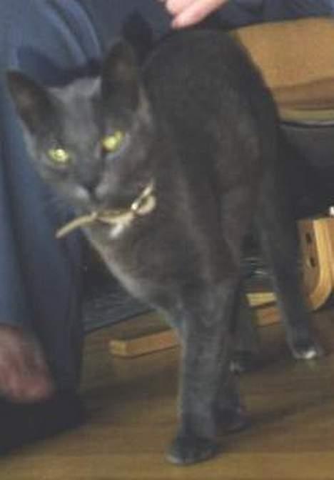 Blanding af racer Taz (død) - min dejlige lille kat igen billede 4