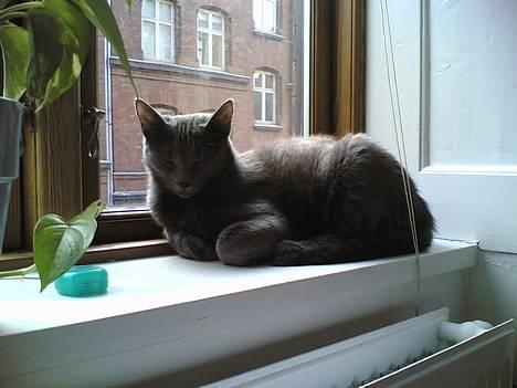 Huskat Miranda - Hvor bliver solen af?!? billede 9