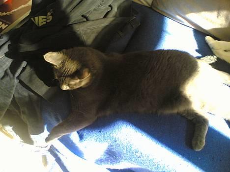 Huskat Miranda - Kan lige holde til det billede 10