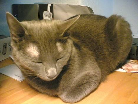 Huskat Miranda - Udøver min hobby billede 3