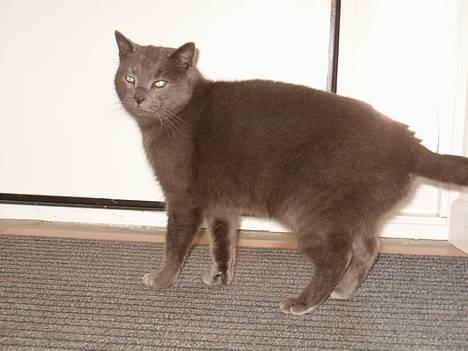 Huskat ChristMas billede 9