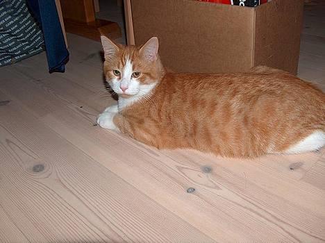 Blanding af racer Vimse *forsvundet* - hej:D billede 1