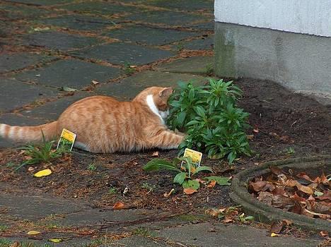 Blanding af racer Vimse *forsvundet* - Vimse leger med en mus - som har gemt sig i en blomst.. billede 2