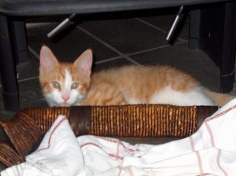 Blanding af racer Vimse *forsvundet* - Vimse gemmer sig bag ved sin kurv! billede 3