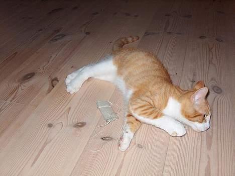 Blanding af racer Vimse *forsvundet* - en lille slapper er altid god! billede 4