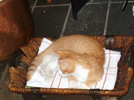 Blanding af racer Vimse *forsvundet* billede 5