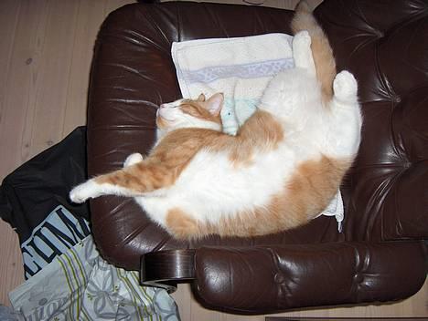 Blanding af racer Vimse *forsvundet* billede 6