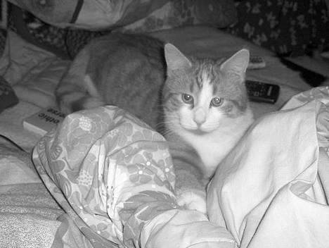 Blanding af racer Vimse *forsvundet* billede 7