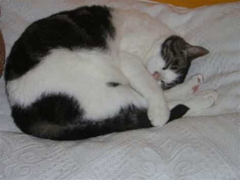 Blanding af racer Georg - Her ligger jeg og sover på en seng...! (: billede 5