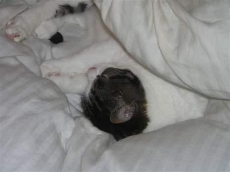 Blanding af racer Georg - Her ligger jeg under dynen... (: billede 6