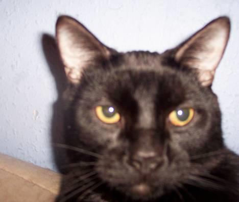 Huskat Bølle - Nærbillede billede 2