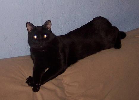 Huskat Bølle - Så stor er han blevet :-) billede 4