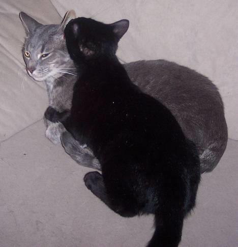 Huskat Bølle - Bølle knuselsker Pjevs billede 5