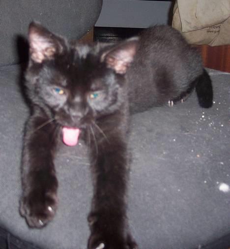 Huskat Bølle - Frække kat :-) billede 6