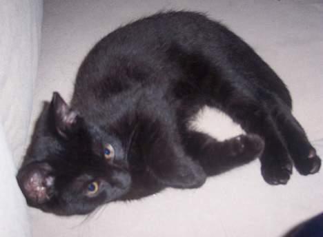 Huskat Bølle - Bølle mis billede 7