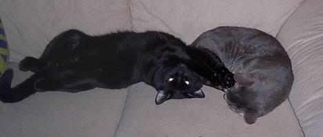 Huskat Bølle - Bølle og Pjevs nyder stadig at putte billede 8