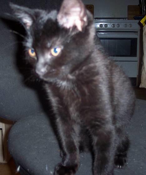 Huskat Bølle - spændende kamera billede 9