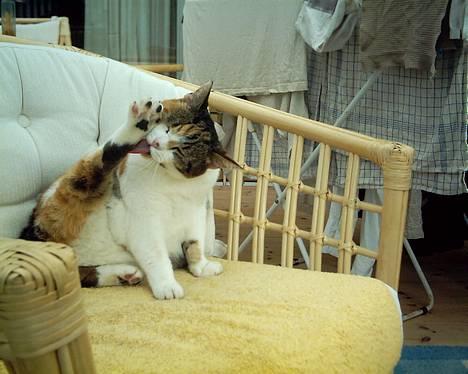 Blanding af racer *Molly* - Her r så molly billede 1