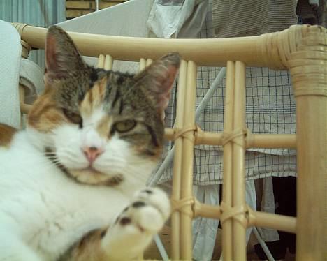 Blanding af racer *Molly* - Moly =) billede 2