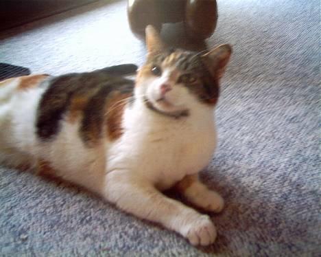 Blanding af racer *Molly* - Haii... j hedder molly billede 3