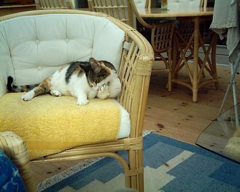 Blanding af racer *Molly* - Arrrhh dr r noget på min pote... arrhh billede 4