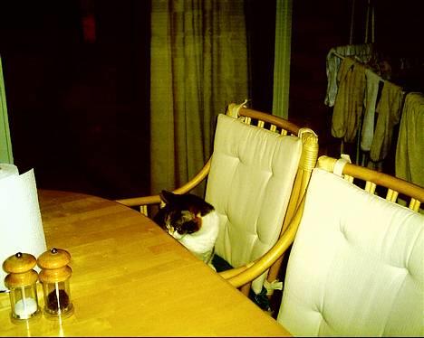 Blanding af racer *Molly* - J venter alså på maden!!! hvornår KOMMER DN??? billede 5