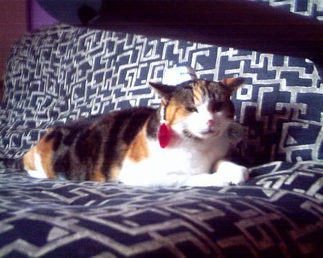 Blanding af racer *Molly* - j har li lygter på ørene  billede 6