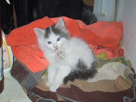 Blanding af racer Trunte - Trunte, dagen efter jeg fik hende billede 1