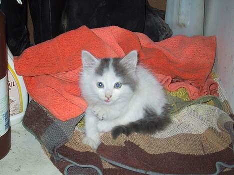 Blanding af racer Trunte - Trunte, dagen efter jeg fik hende billede 2