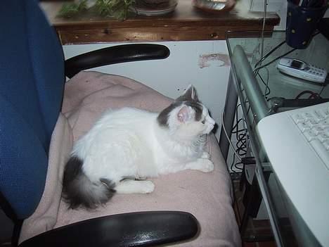 Blanding af racer Trunte - Trunte, hjemme foran computeren billede 3