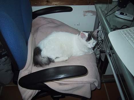 Blanding af racer Trunte - Trunte, igen foran computeren billede 4