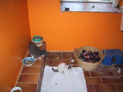 Blanding af racer Trunte - Trunte og hendes bror, som også blev "indleveret" af tyskerne billede 5