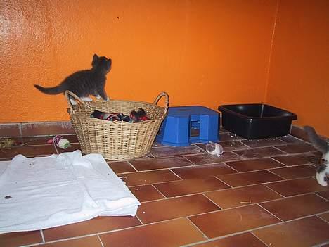 Blanding af racer Trunte - Truntes bror billede 6