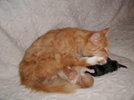 Blanding af racer Tot billede 1