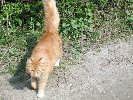 Blanding af racer Tot billede 2