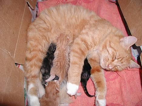 Blanding af racer Tot billede 4