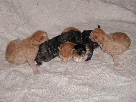 Blanding af racer Tot billede 5