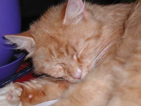 Blanding af racer Tot billede 6